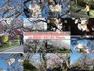 桜ヶ丘2013 桜ヶ丘2013
